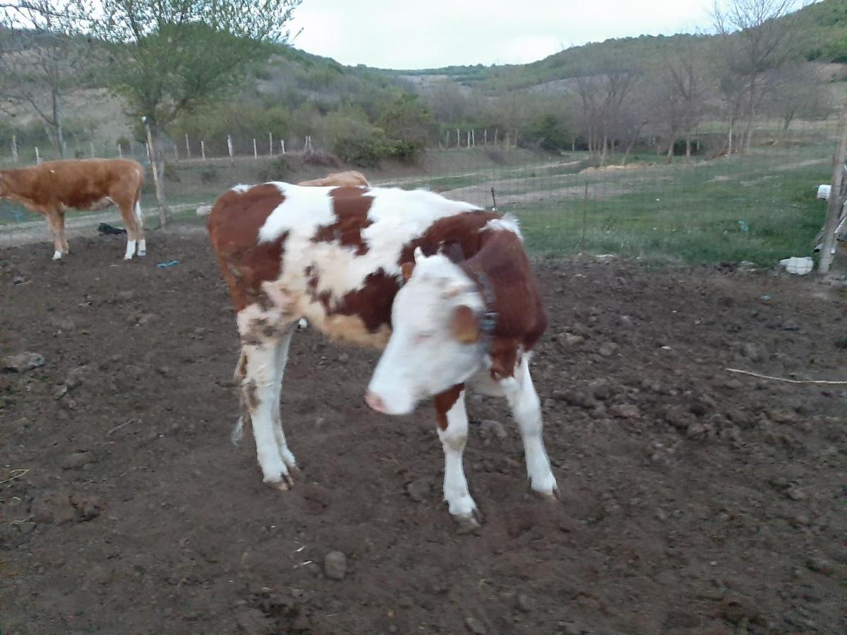 Pensiunea Agroturistica Green Odoba Sătuc 외부 사진