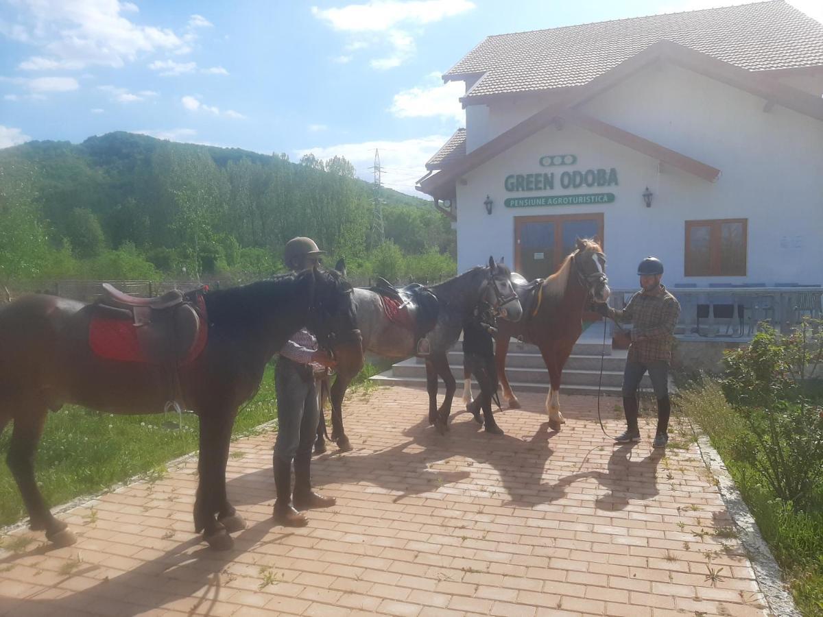 Pensiunea Agroturistica Green Odoba Sătuc 외부 사진