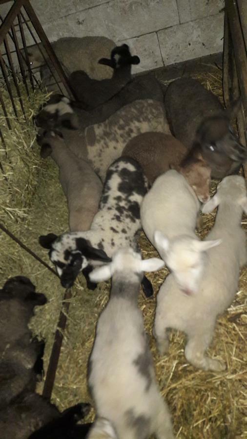 Pensiunea Agroturistica Green Odoba Sătuc 외부 사진